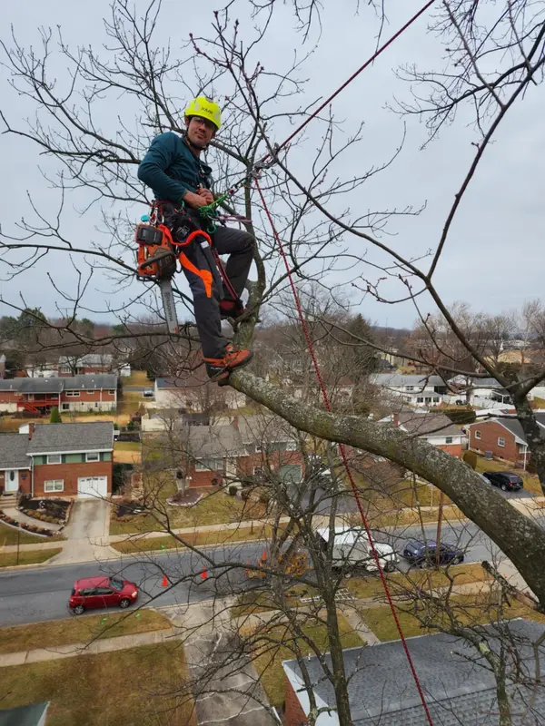 Aerial cutting during tree removal