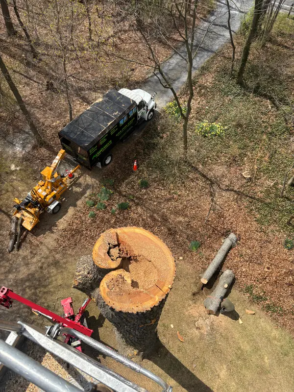 Elevated view of tree-removal equipment and cut timber