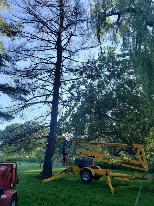 Tree Trimming context for Jorges Tree Service