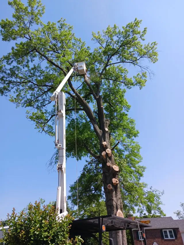 Tree Trimming context for Git-R-Down Tree Service LLC