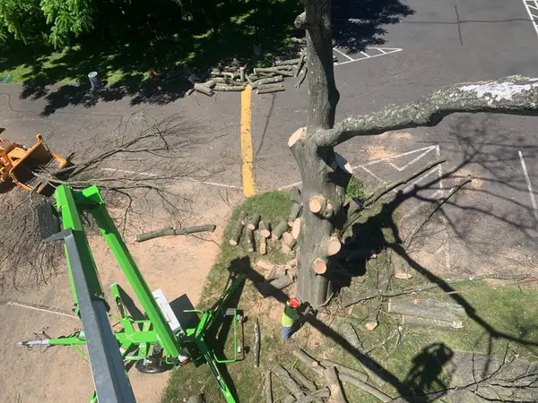 Aerial tree work shown on the McKays Tree Services profile