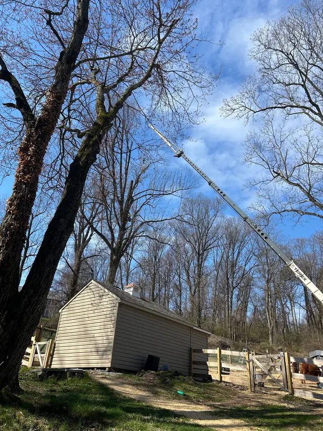 Crane Tree Removal context for Seidel's Tree Service