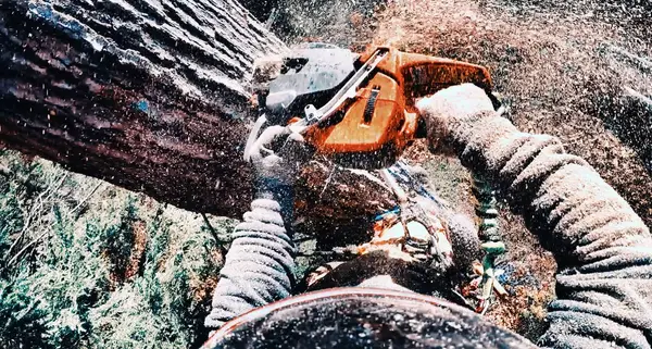 Close view of chainsaw work on a tree trunk