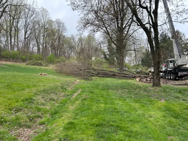 Tree-service cleanup at a property