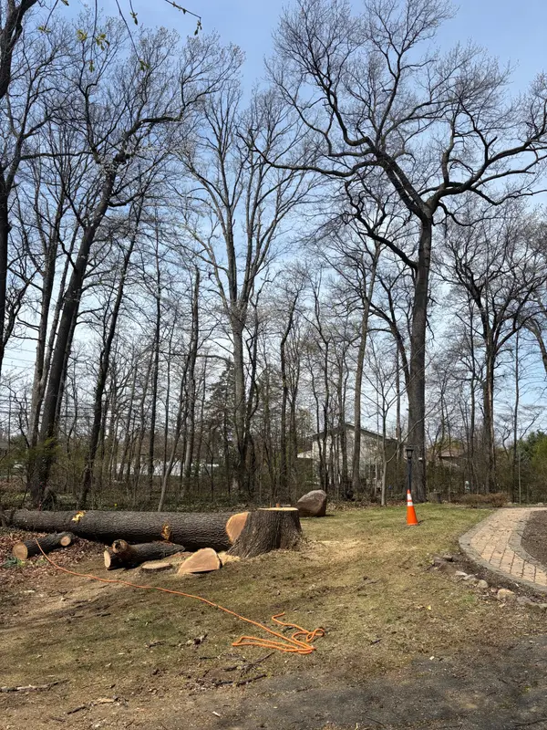 Cut trunks and cleared tree-work area