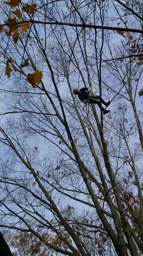 Tree climber working in the canopy