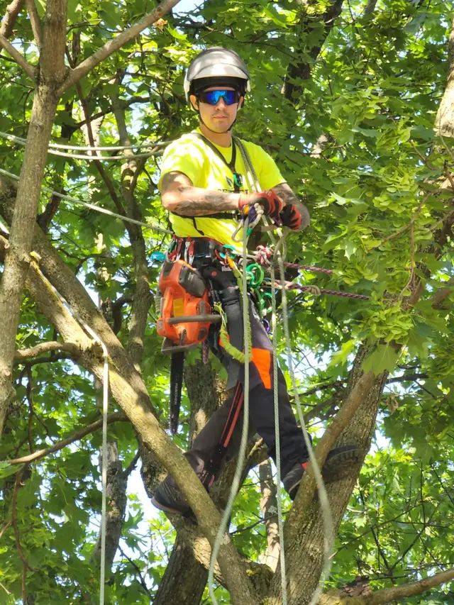 Precision Pruning context for Seidel's Tree Service