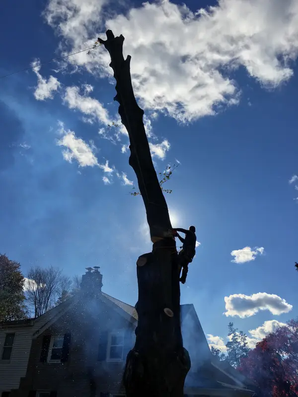 Tree climber removing a trunk section