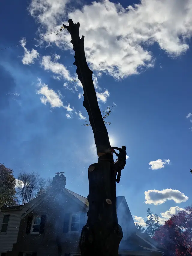Tree Pruning context for CPL Landscape and Tree