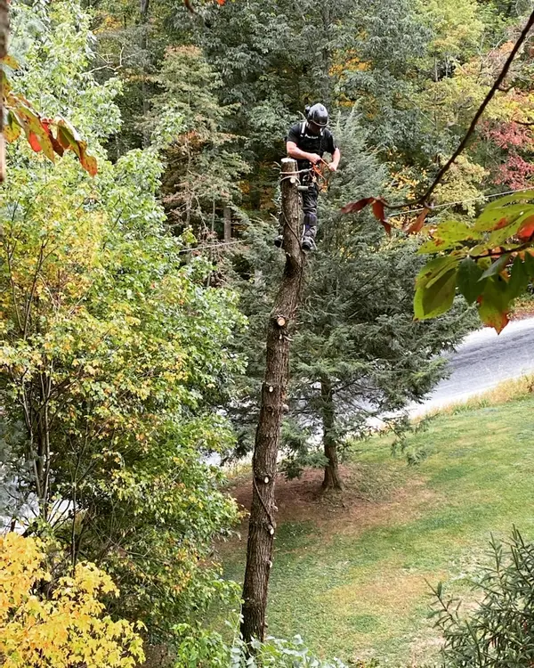 Tree climber working above a residential property