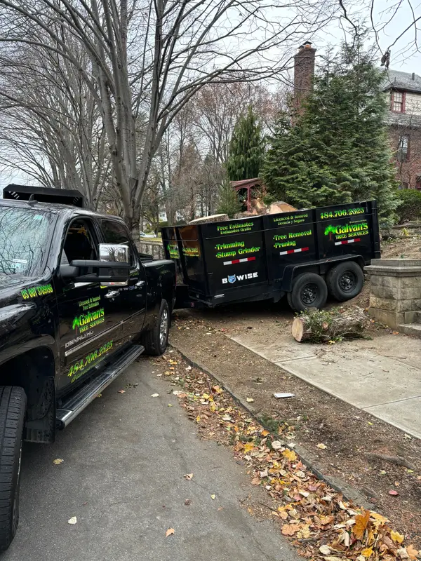 Galvan trucks parked at a neighborhood tree job