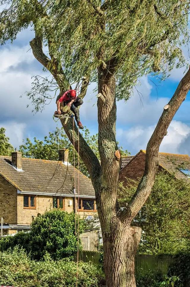 Deadwooding context for Point Pleasant Tree Service