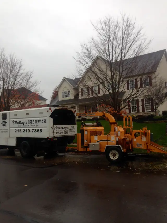 Stump Grinding context for McKays Tree Services