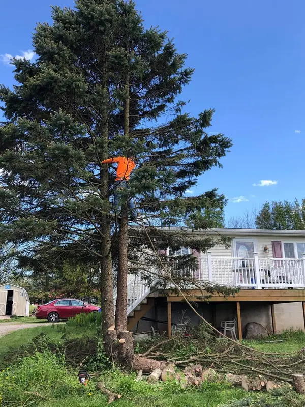 Tree worker climbing a tall pine beside a home