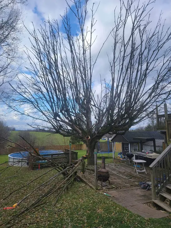 Mature tree standing beside a residential deck