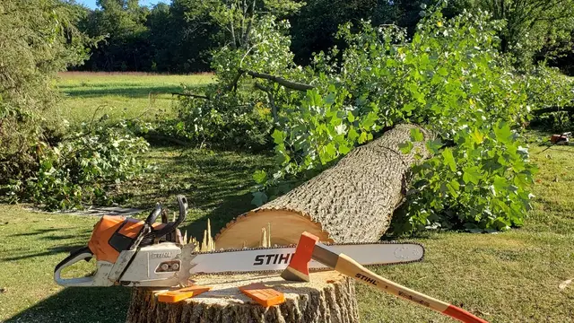 Tree-Debris Cleanup context for Baker's Tree Services