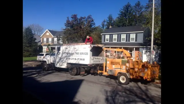 Tree Debris & Site Cleanup context for McKays Tree Services