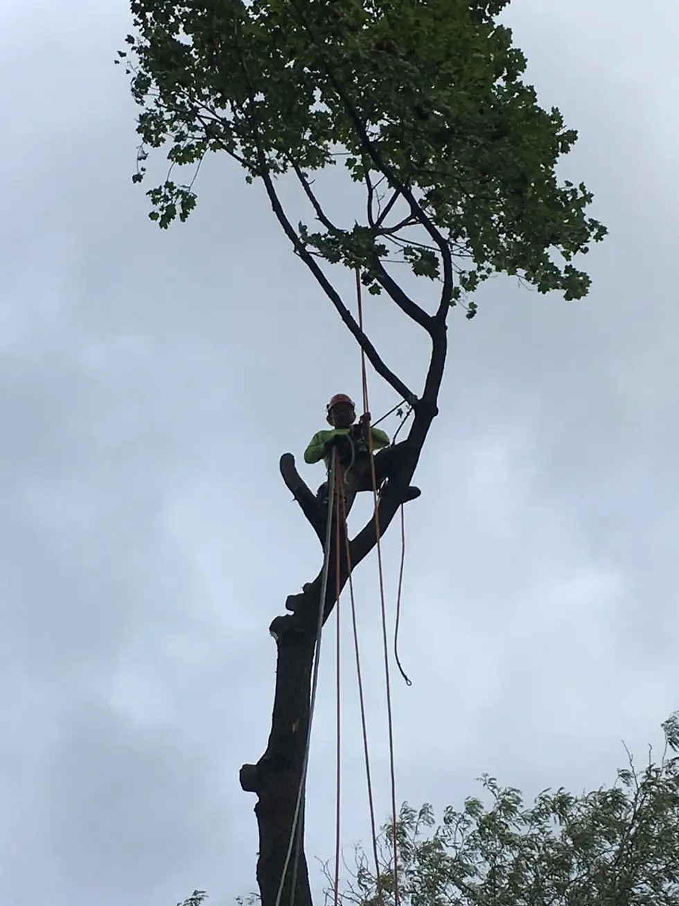 Pelchat Tree Service LLC project work