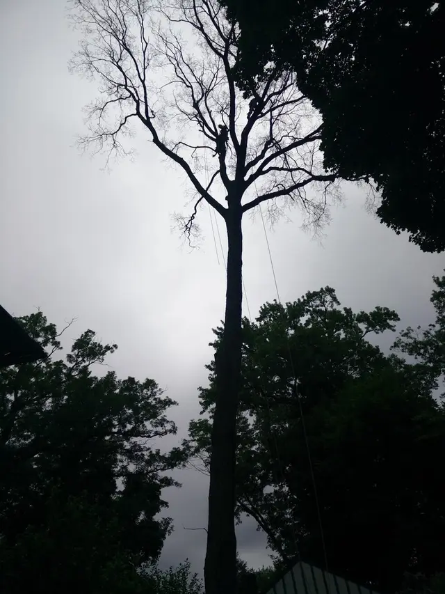 Storm Damage Cleanup context for Mark Polsky Tree Service