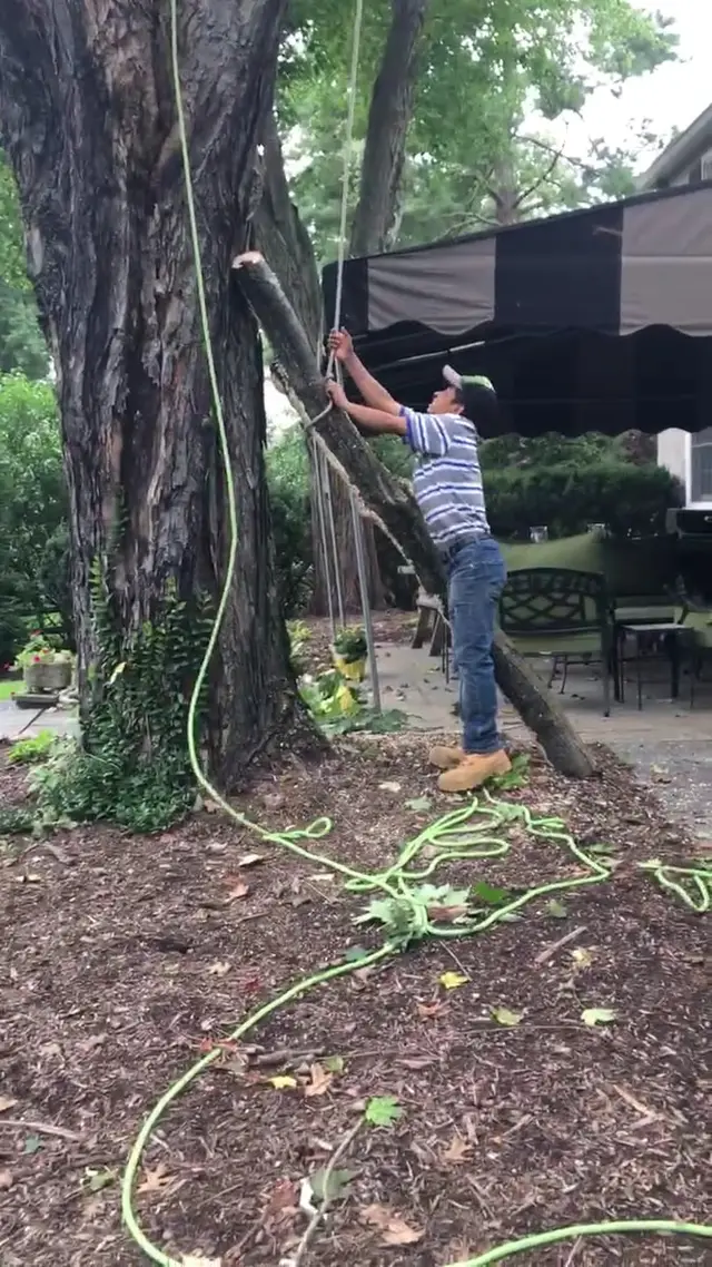 Tree Pruning context for Pelchat Tree Service LLC