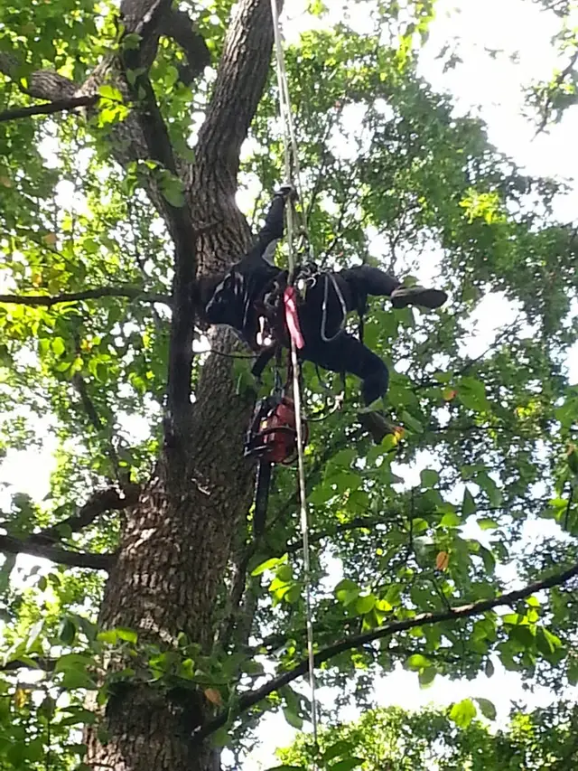 Tree Health & Clearance context for Mark Polsky Tree Service
