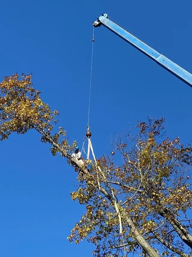 Tree Removal context for Mark Polsky Tree Service