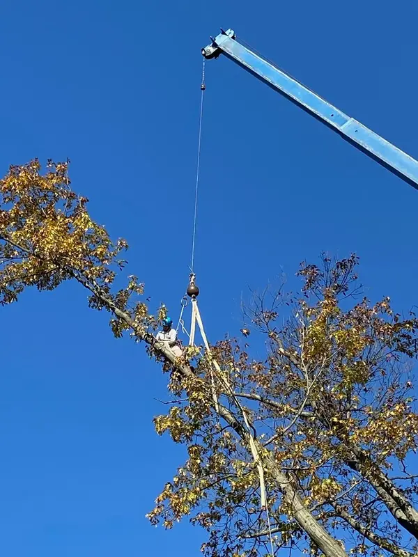 Crane lifting a tree section for Mark Polsky Tree Service