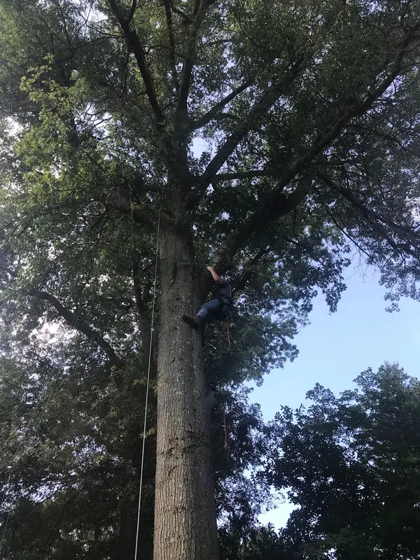 Large tree and trunk from Pelchat Tree Service profile