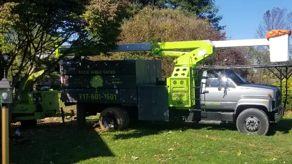 Tree Wise Guys bucket truck with matching business phone on the door