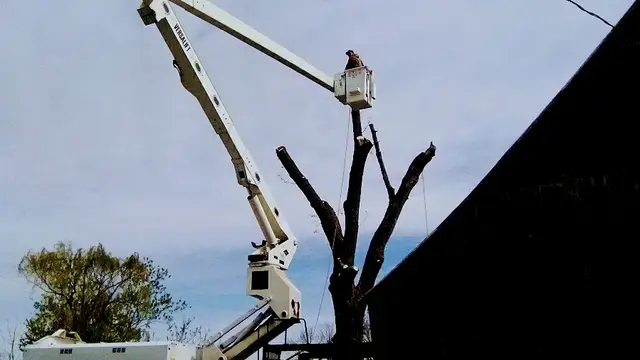 Broken Limb Removal context for Jeremy Myers Tree Service & Stump Grinding