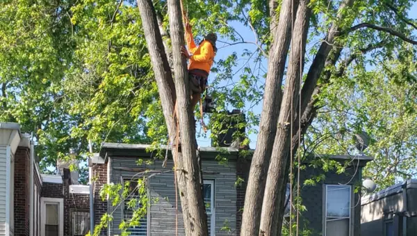 Climber in a leafy tree