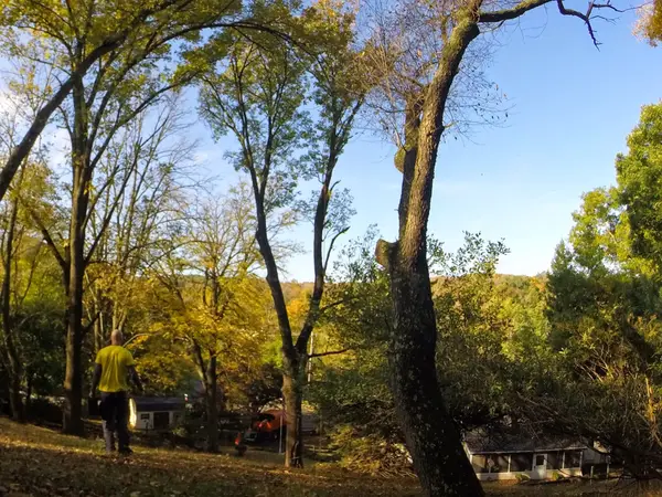 Tree crew working in a residential yard