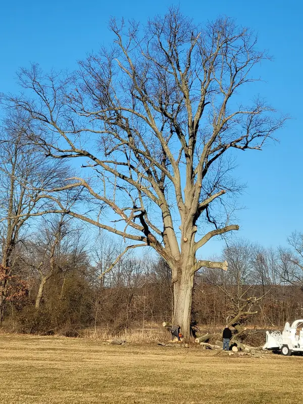 Large tree before removal