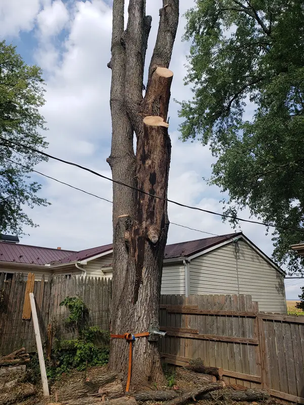 Tree trunk beside a building