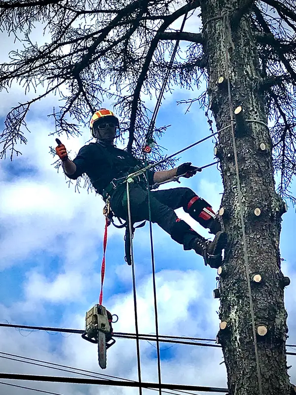 Tree climbing with ropes