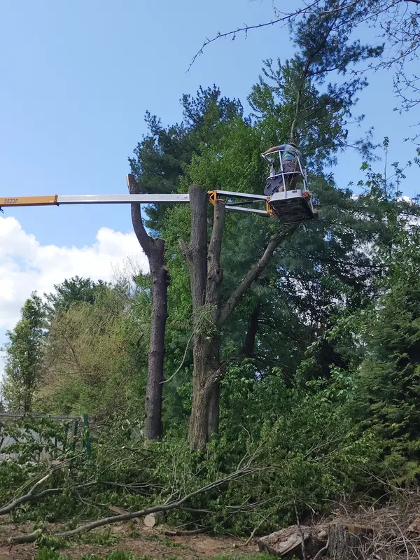 Tree climbing work