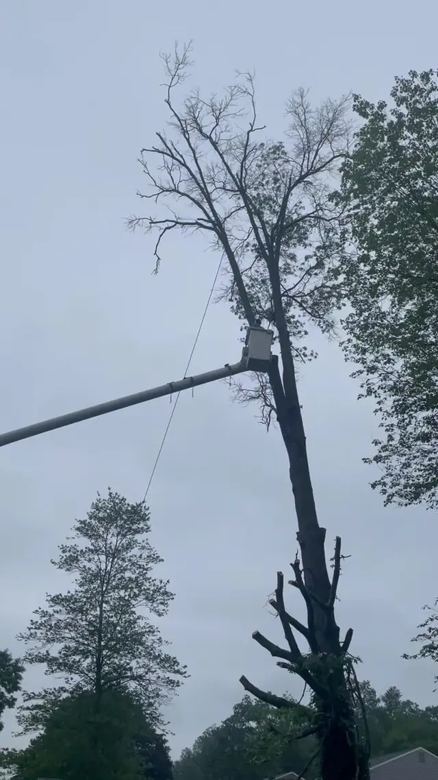 Tree Removal context for Professional Tree Care