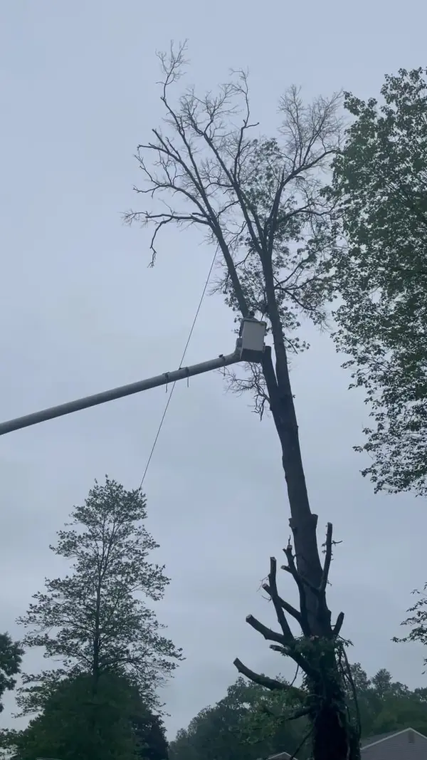 Cut trunk during tree removal