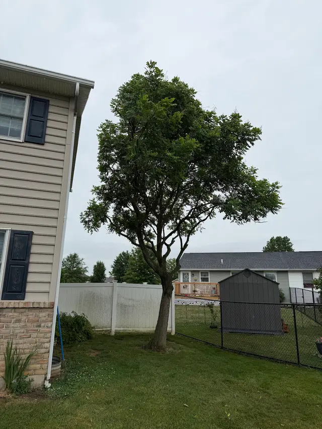 Tree Pruning & Trimming context for LIM 4 Him Tree Service, LLC