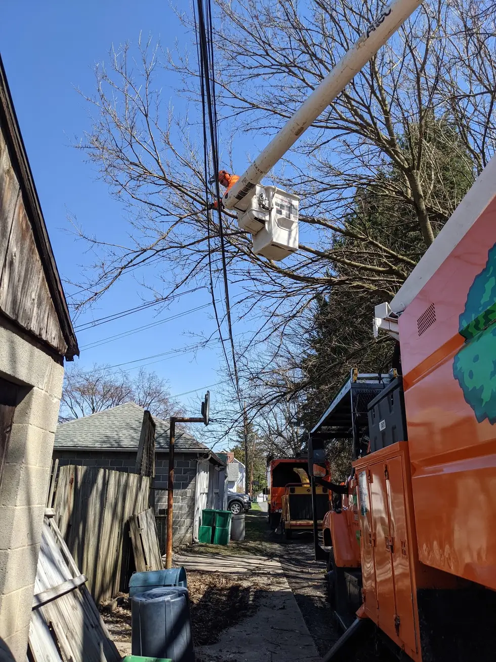 Susquehanna Valley Tree project work