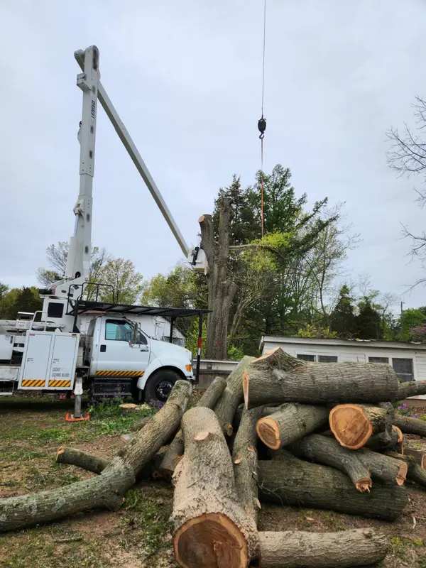 Tree crew equipment and cut logs