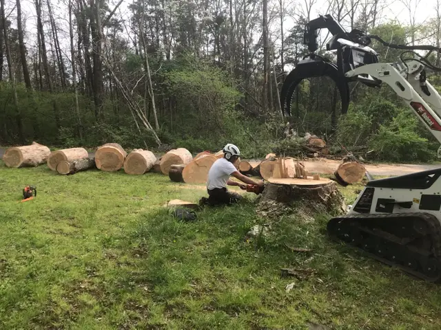 Tree Removal context for Red Saw Tree Service