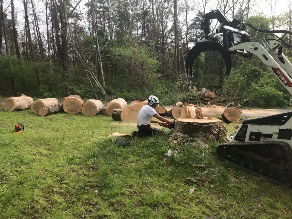 Red Saw Tree Service project work