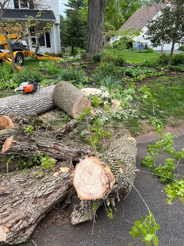 Cut wood
