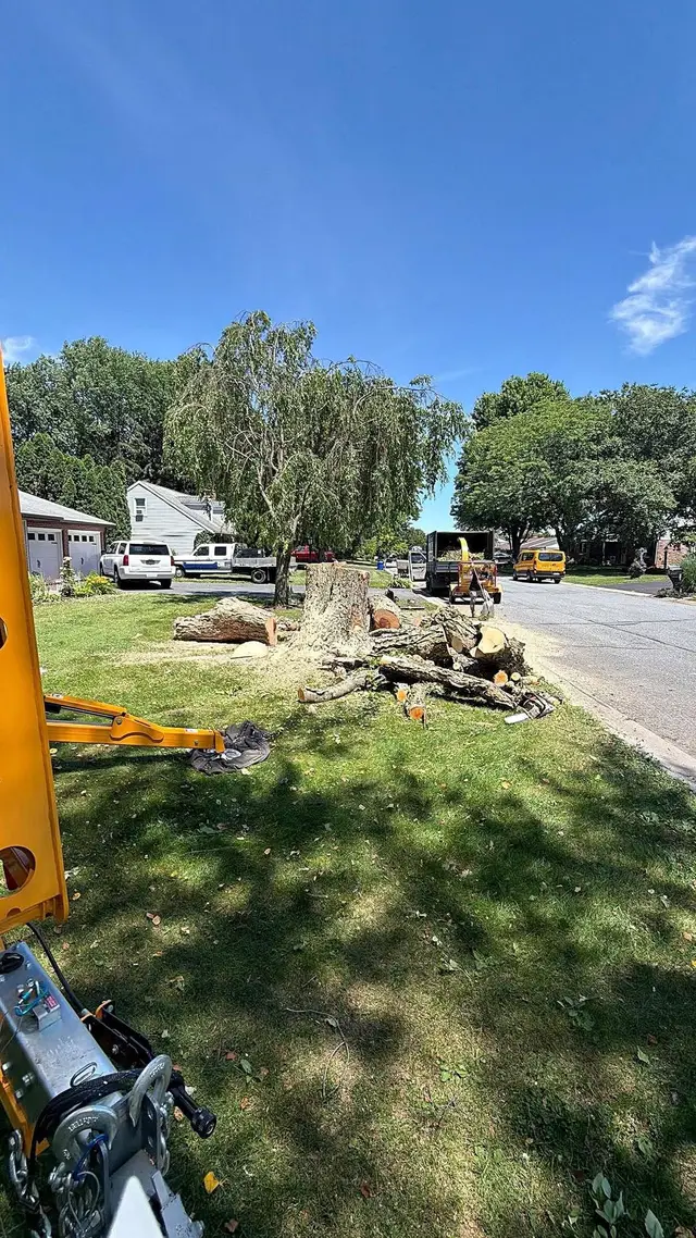 Stump Grinding context for Michael Peiffer Tree Service