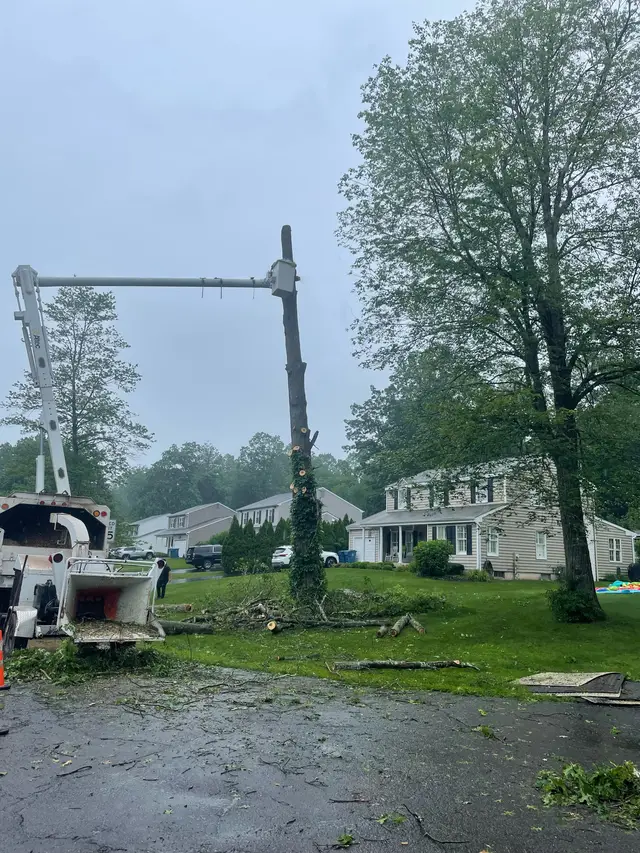 Tree Pruning & Trimming context for Professional Tree Care