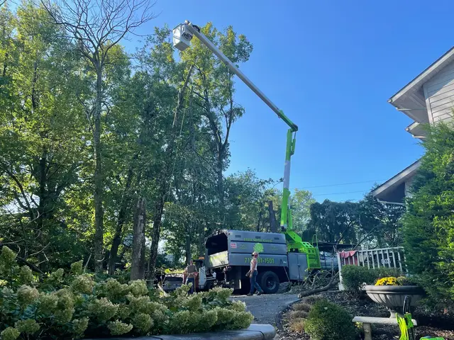 Tree Removal context for Tree Wise Guys LLC