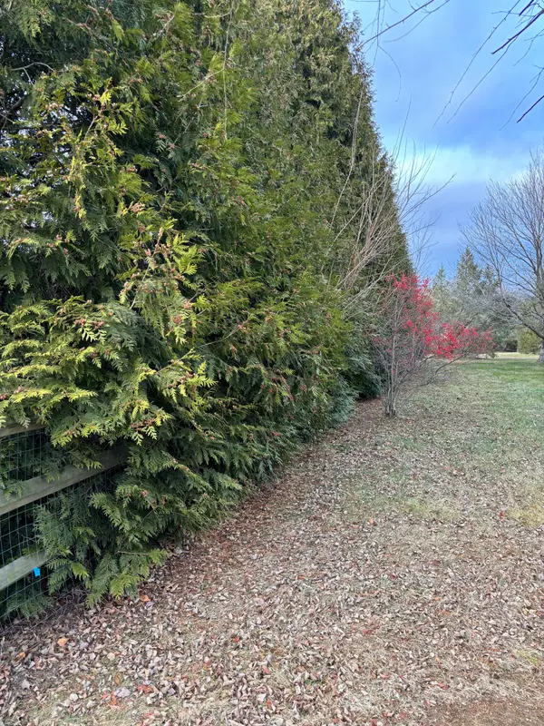 Tall green hedge along a property edge