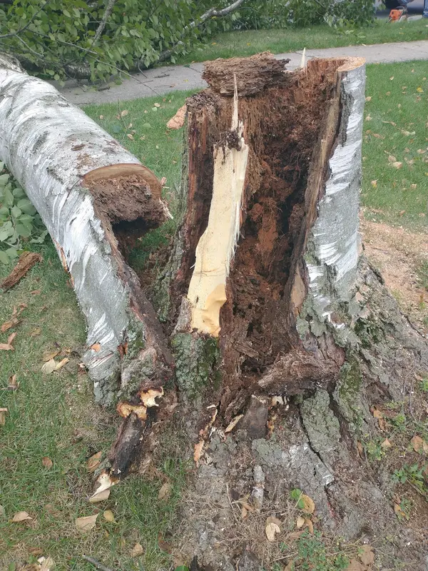 Damaged trunk after removal