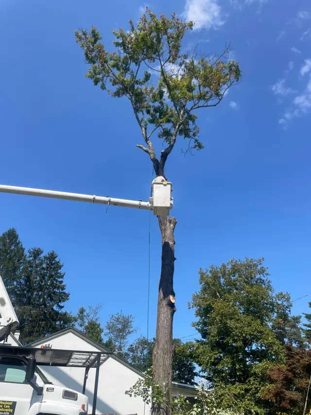 Stump Grinding context for Professional Tree Care